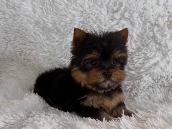 Yorkshire Terrier