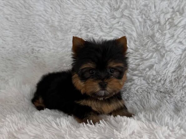 Yorkshire Terrier