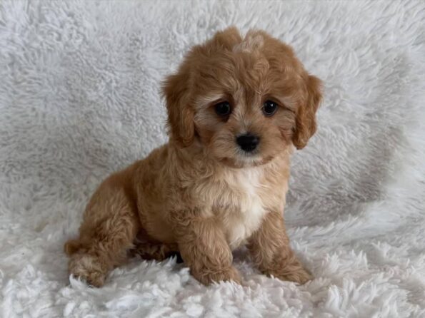 Cavapoo
