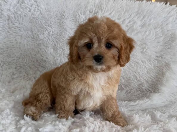 Cavapoo