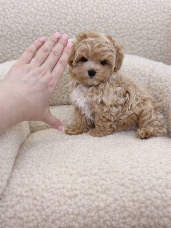 Maltipoo