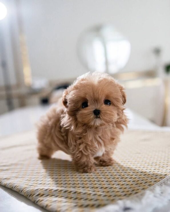 Maltipoo