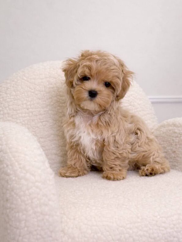 Maltipoo