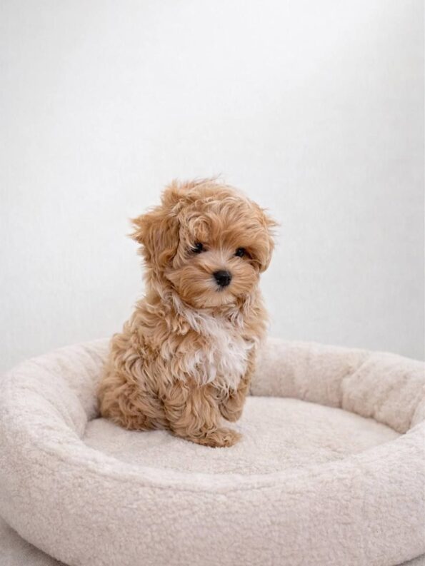 Maltipoo