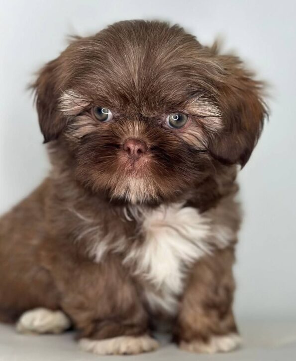 Shih Tzu