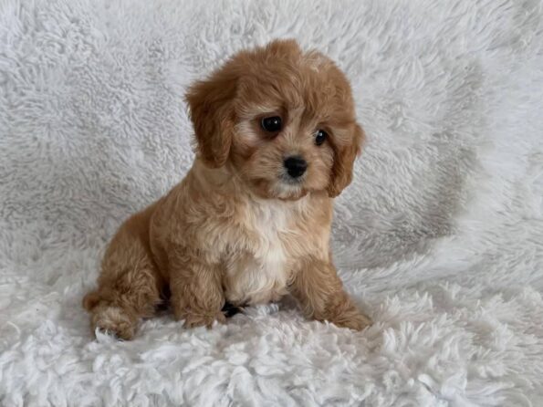 Cavapoo