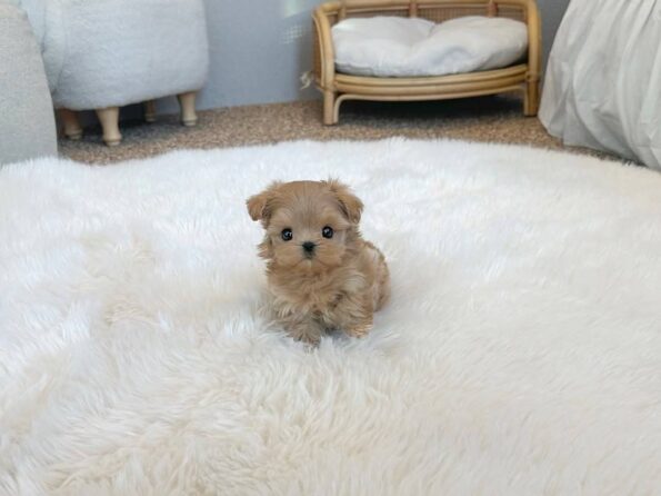 photo_2026-04-03_22-29-27