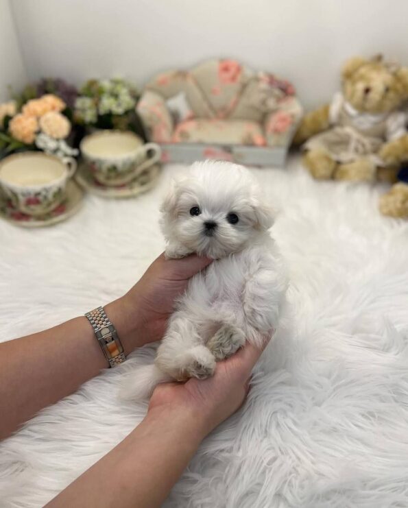 photo_2026-04-03_22-30-23 (4)