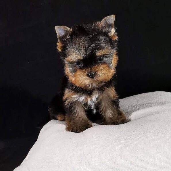 photo_2026-04-03_22-33-06 (2)