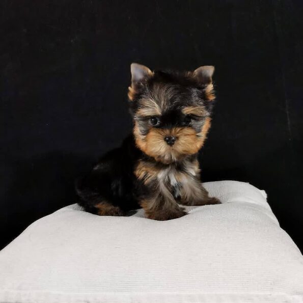 photo_2026-04-03_22-33-06