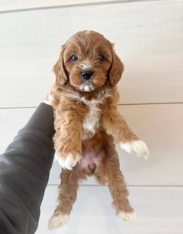 photo_2026-04-04_12-06-22 (4)