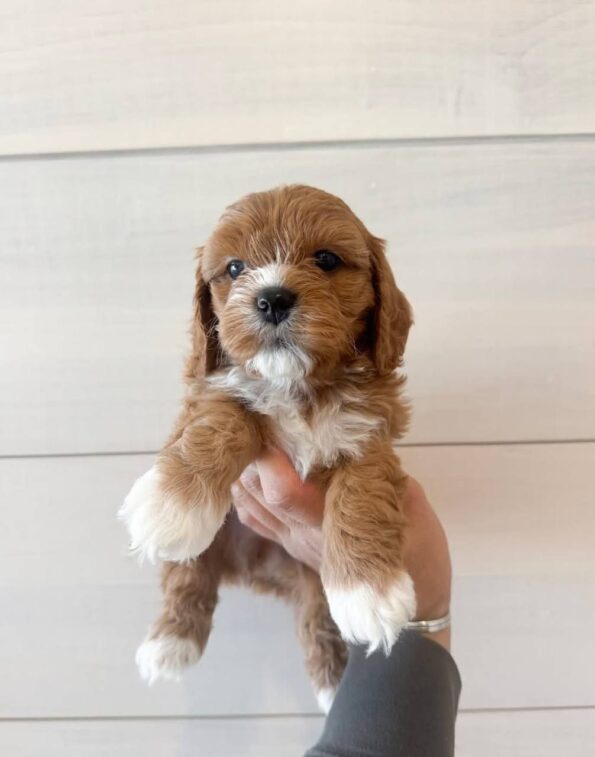 Max male Cavapoo puppy